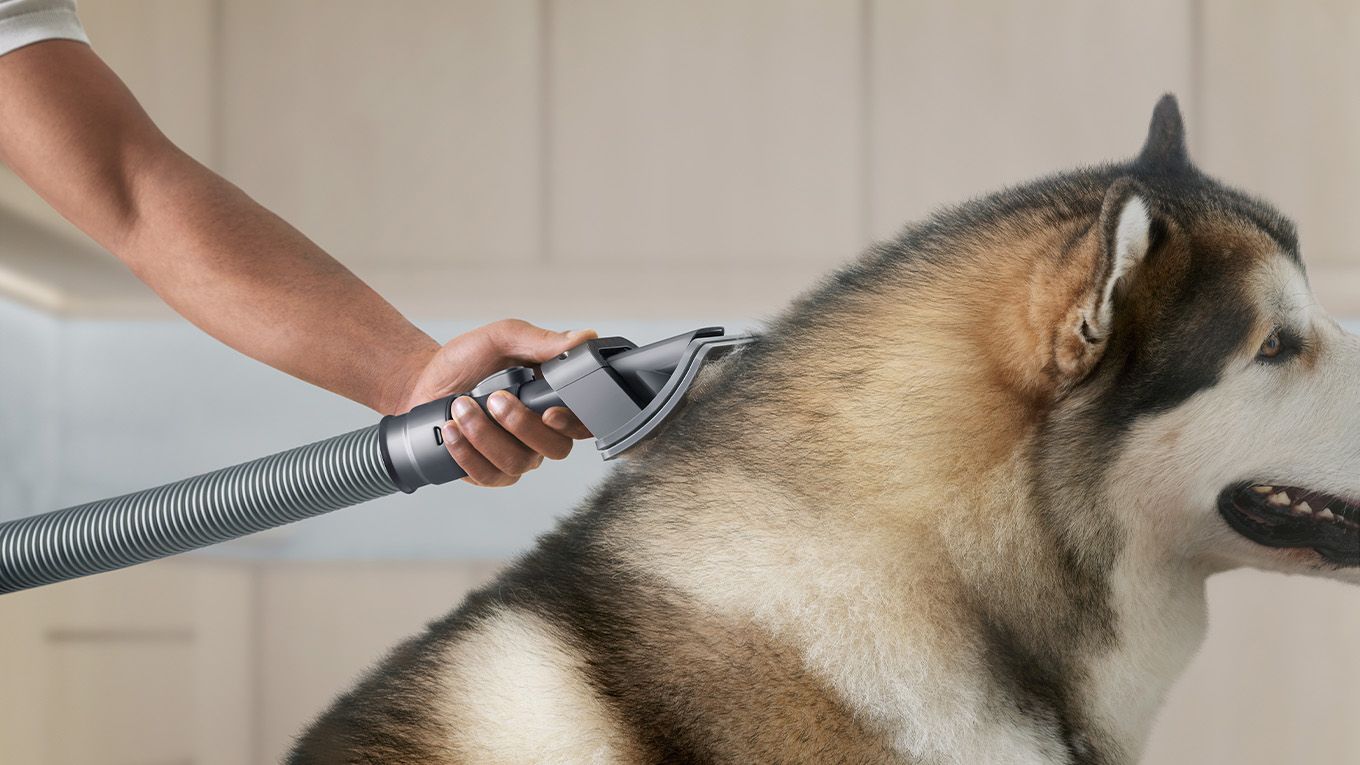The benefits of air purifiers for pet allergies